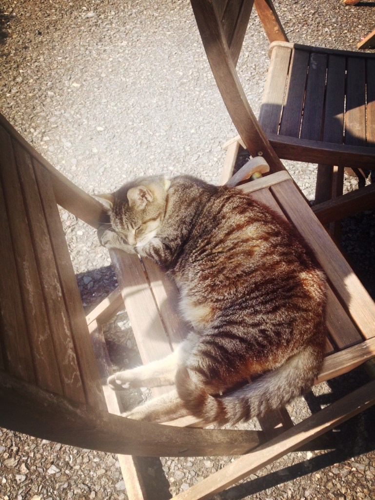 the cat at Rock Vale B&B