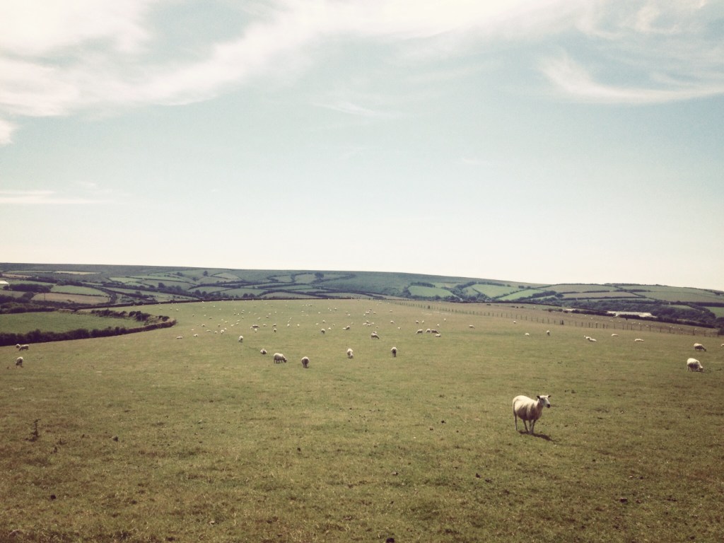 a sheep and its friends